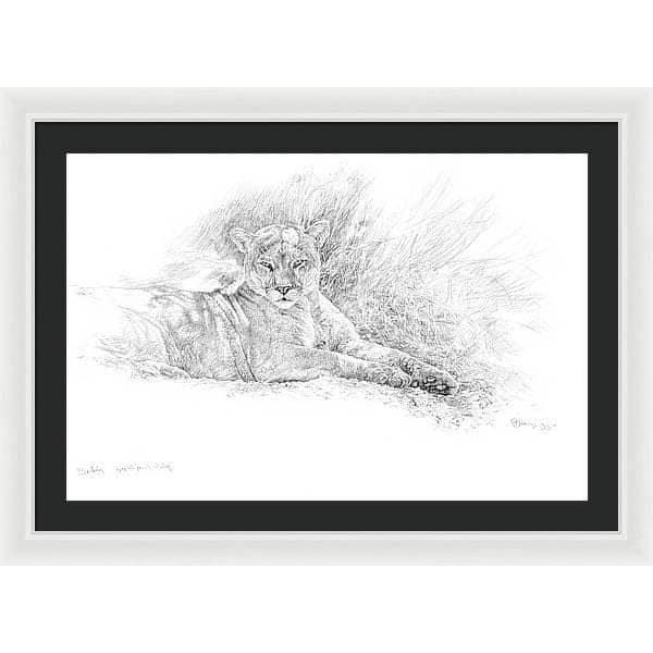 Cougar Basking - Framed Print | Artwork by Glen Loates