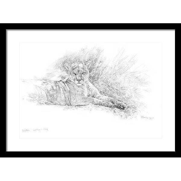 Cougar Basking - Framed Print | Artwork by Glen Loates