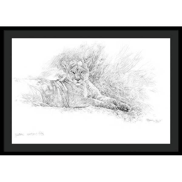 Cougar Basking - Framed Print | Artwork by Glen Loates