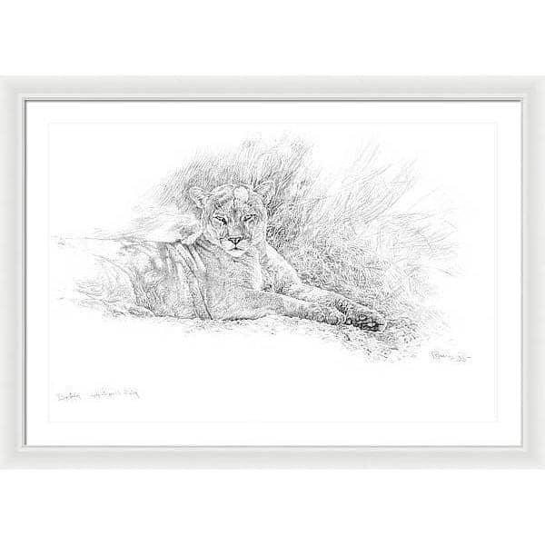 Cougar Basking - Framed Print | Artwork by Glen Loates
