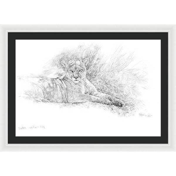 Cougar Basking - Framed Print | Artwork by Glen Loates