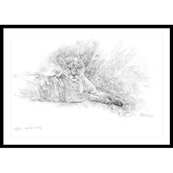 Cougar Basking - Framed Print | Artwork by Glen Loates