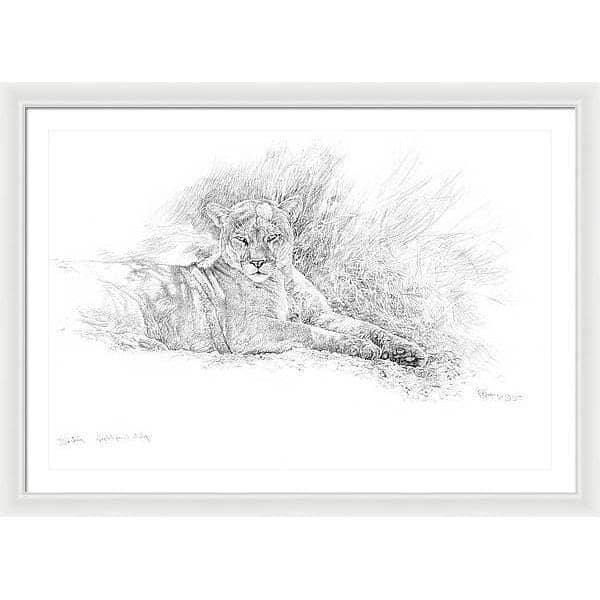 Cougar Basking - Framed Print | Artwork by Glen Loates