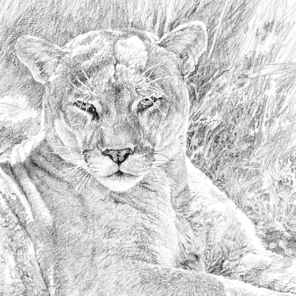Cougar Basking - Framed Print | Artwork by Glen Loates