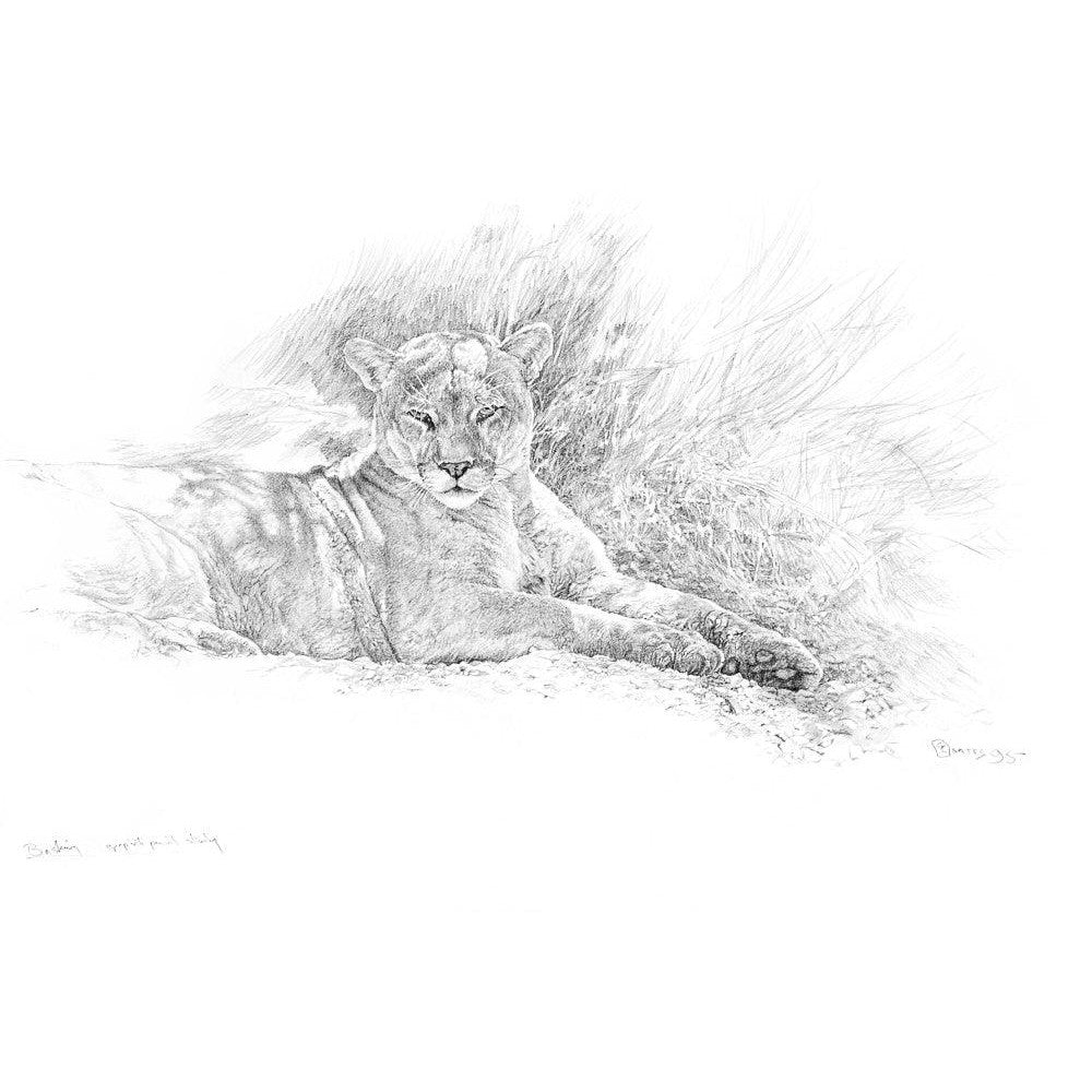 Cougar Basking - Framed Print | Artwork by Glen Loates