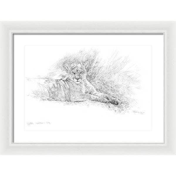 Cougar Basking - Framed Print | Artwork by Glen Loates