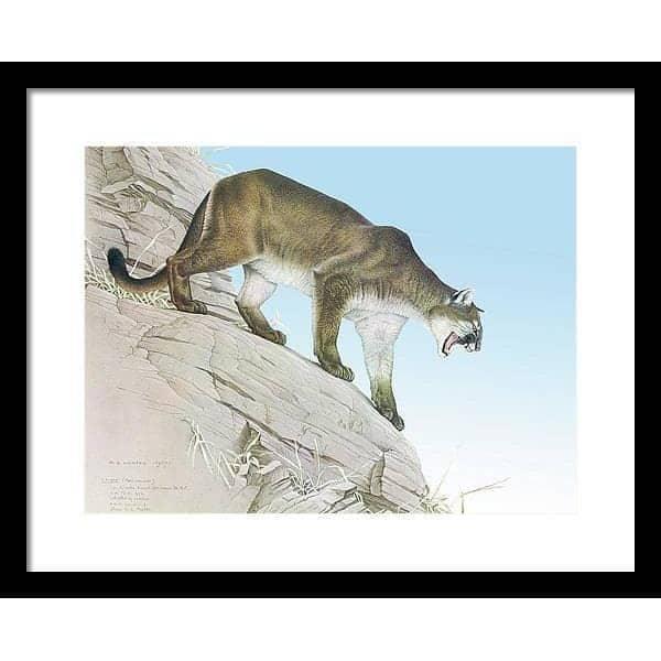 Cougar - Framed Print | Artwork by Glen Loates