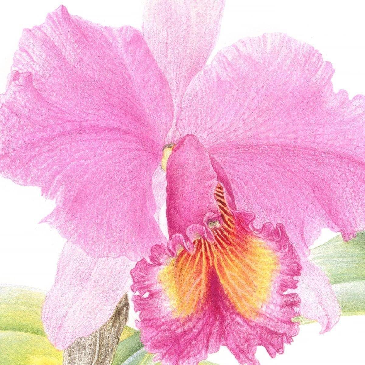 Crimson Cattleya Orchid - Framed Print | Artwork by Glen Loates