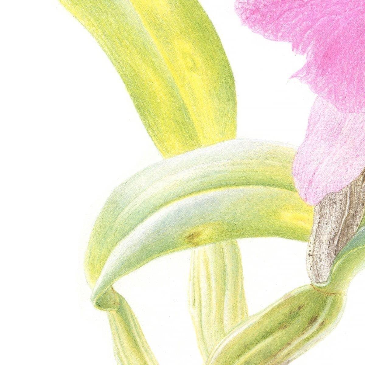 Crimson Cattleya Orchid - Framed Print | Artwork by Glen Loates