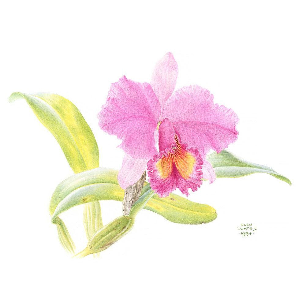 Crimson Cattleya Orchid - Framed Print | Artwork by Glen Loates