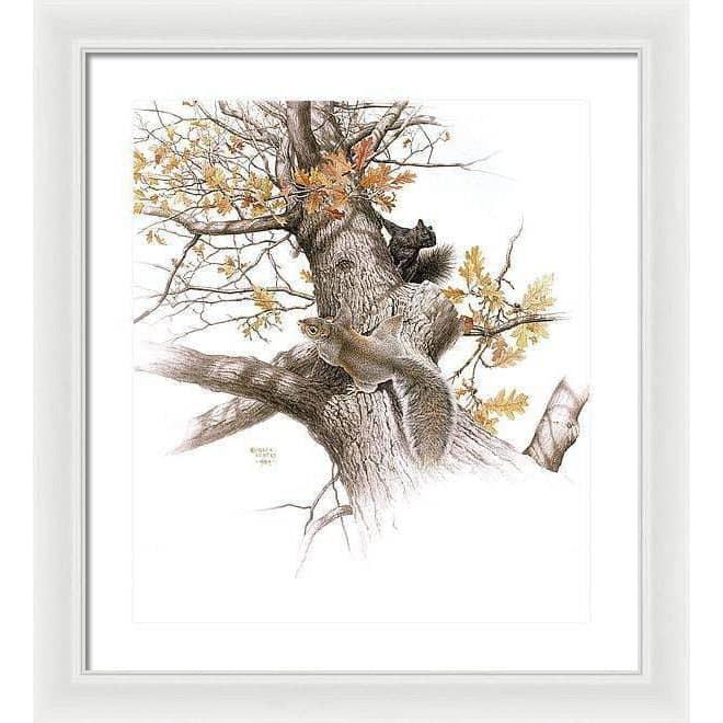 Eastern Gray Squirrels - Framed Print | Artwork by Glen Loates