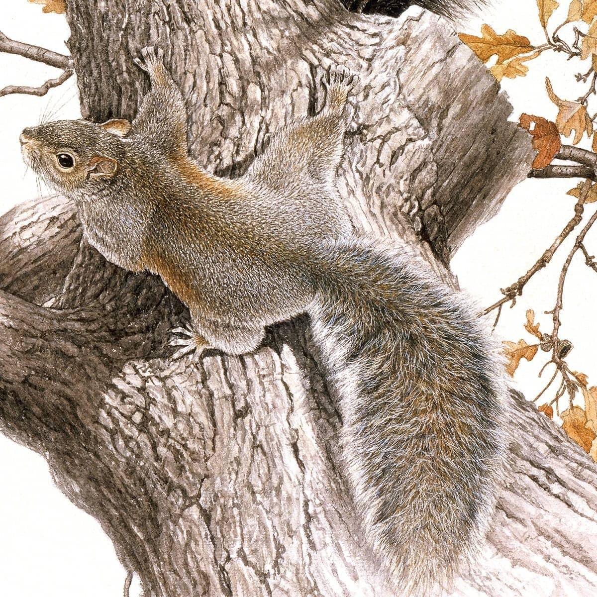 Eastern Gray Squirrels - Framed Print | Artwork by Glen Loates