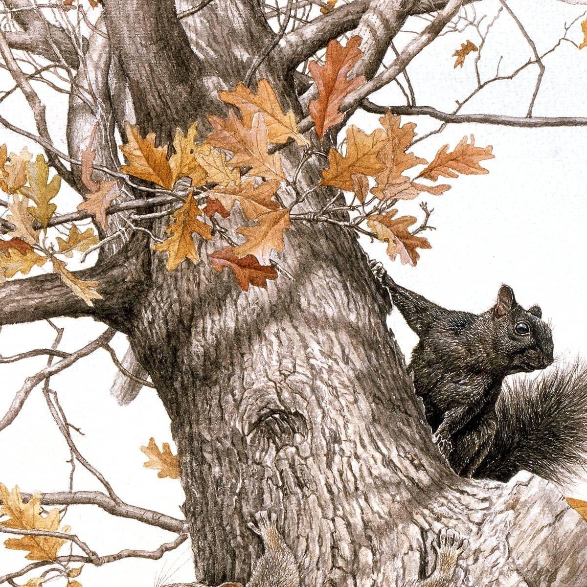 Eastern Gray Squirrels - Framed Print | Artwork by Glen Loates