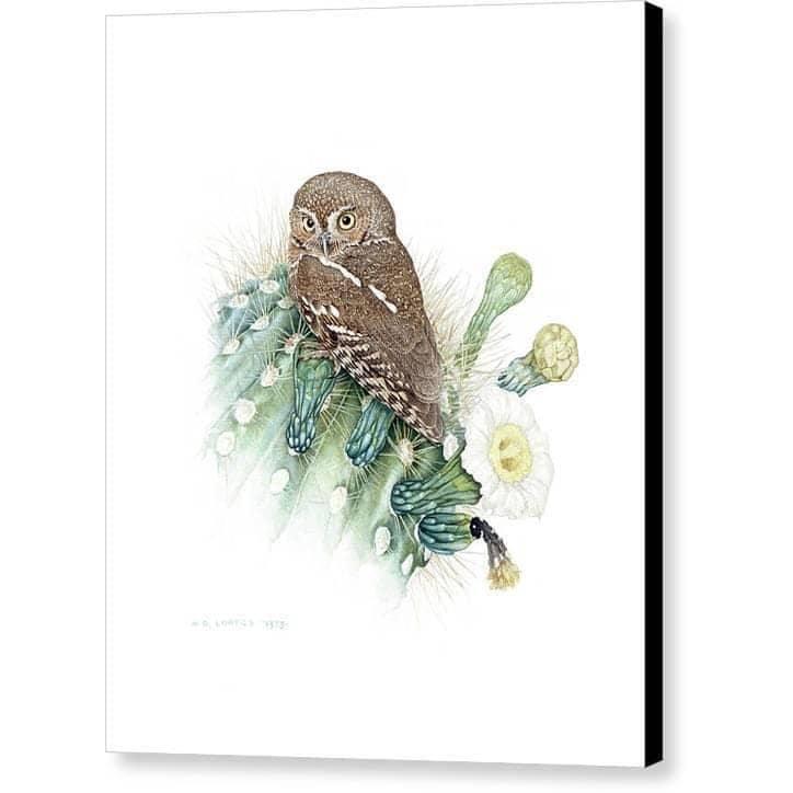 Elf Owl - Canvas Print | Artwork by Glen Loates