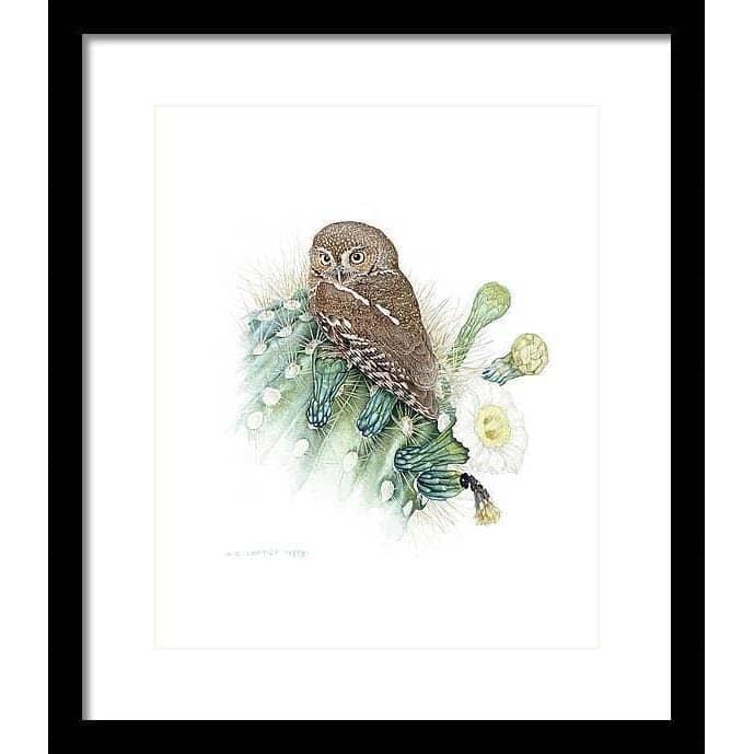Elf Owl - Framed Print | Artwork by Glen Loates