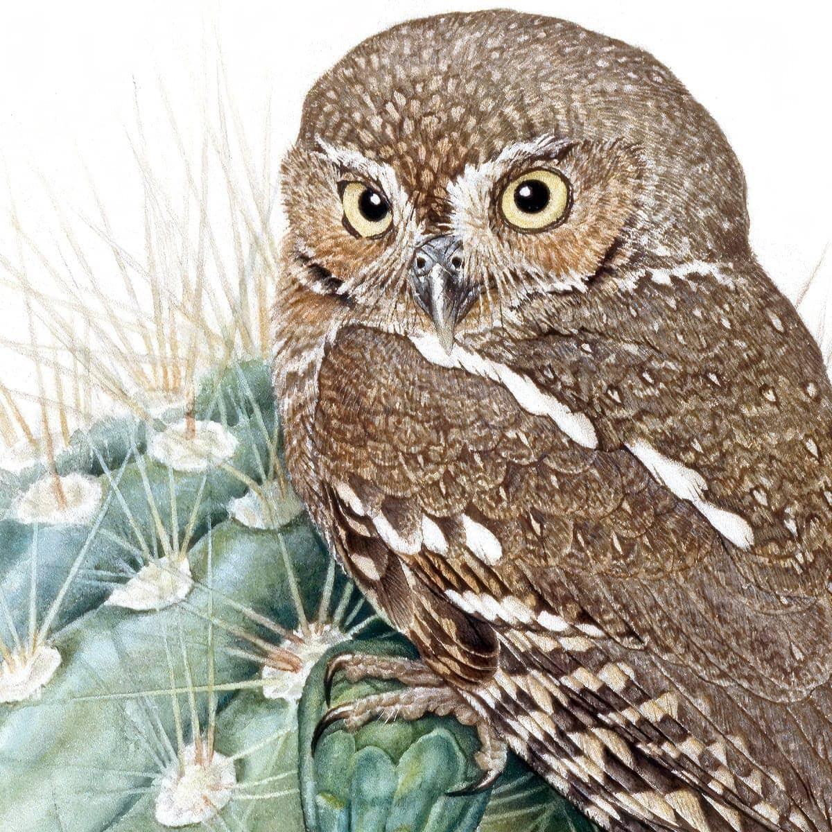 Elf Owl - Framed Print | Artwork by Glen Loates