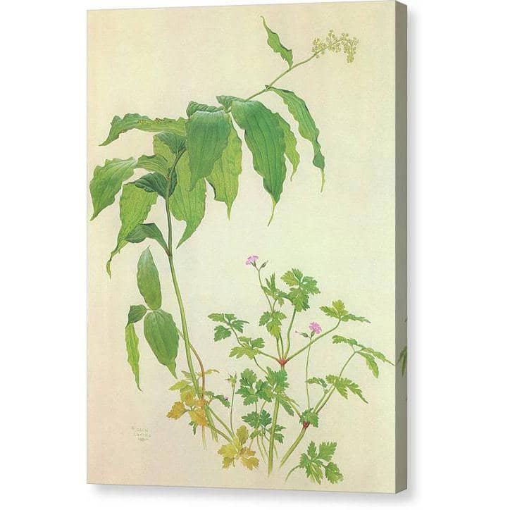 False Solomon's Seal and Herb-Robert Study by Glen Loates, gallery canvas: a botanical study of two woodland wildflowers
