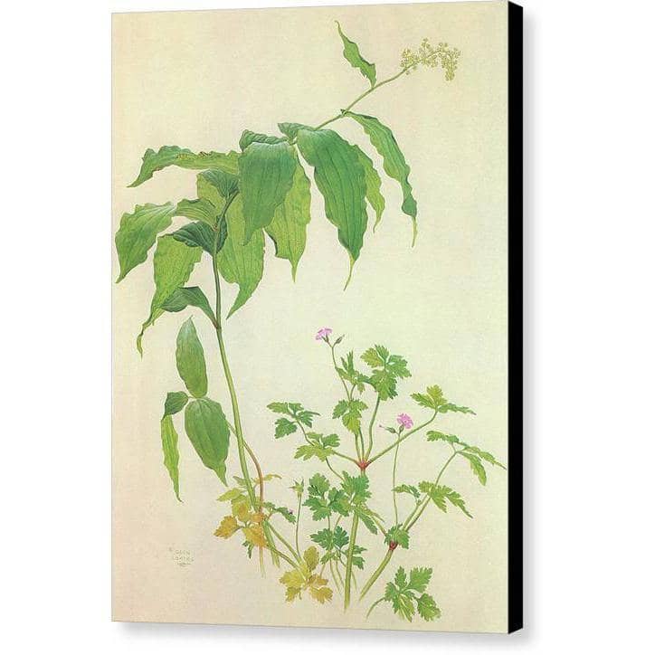 False Solomon's Seal and Herb-Robert Study by Glen Loates, gallery canvas with black wrapped edges