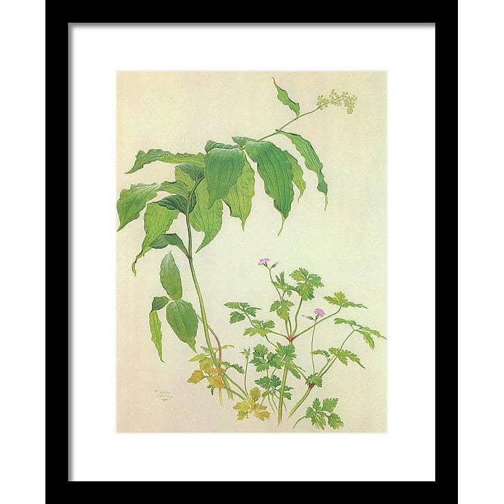 False Solomon's Seal and Herb-Robert Study - Framed Print | Artwork by Glen Loates