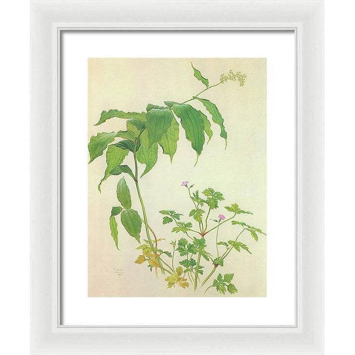 False Solomon's Seal and Herb-Robert Study - Framed Print | Artwork by Glen Loates