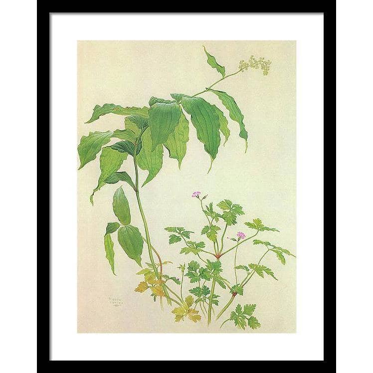 False Solomon's Seal and Herb-Robert Study - Framed Print | Artwork by Glen Loates