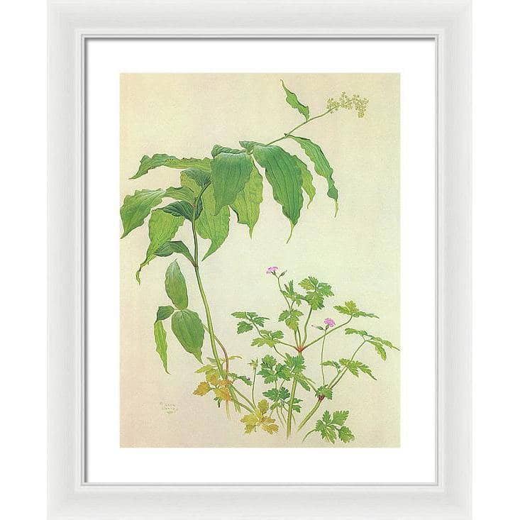 False Solomon's Seal and Herb-Robert Study - Framed Print | Artwork by Glen Loates