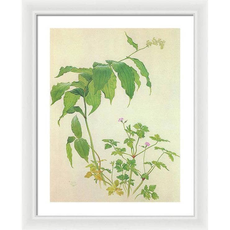 False Solomon's Seal and Herb-Robert Study - Framed Print | Artwork by Glen Loates