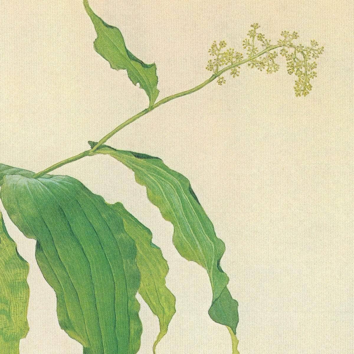 False Solomon's Seal and Herb-Robert Study - Framed Print | Artwork by Glen Loates