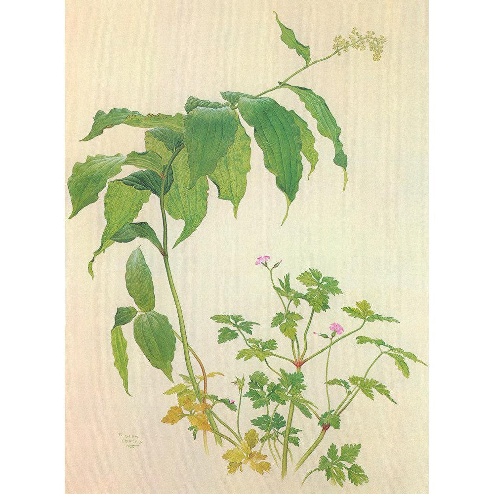 False Solomon's Seal and Herb-Robert Study - Framed Print | Artwork by Glen Loates