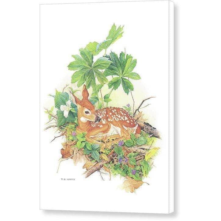 Fawn by Glen Loates, gallery canvas: a spotted fawn curled among woodland plants and wildflowers