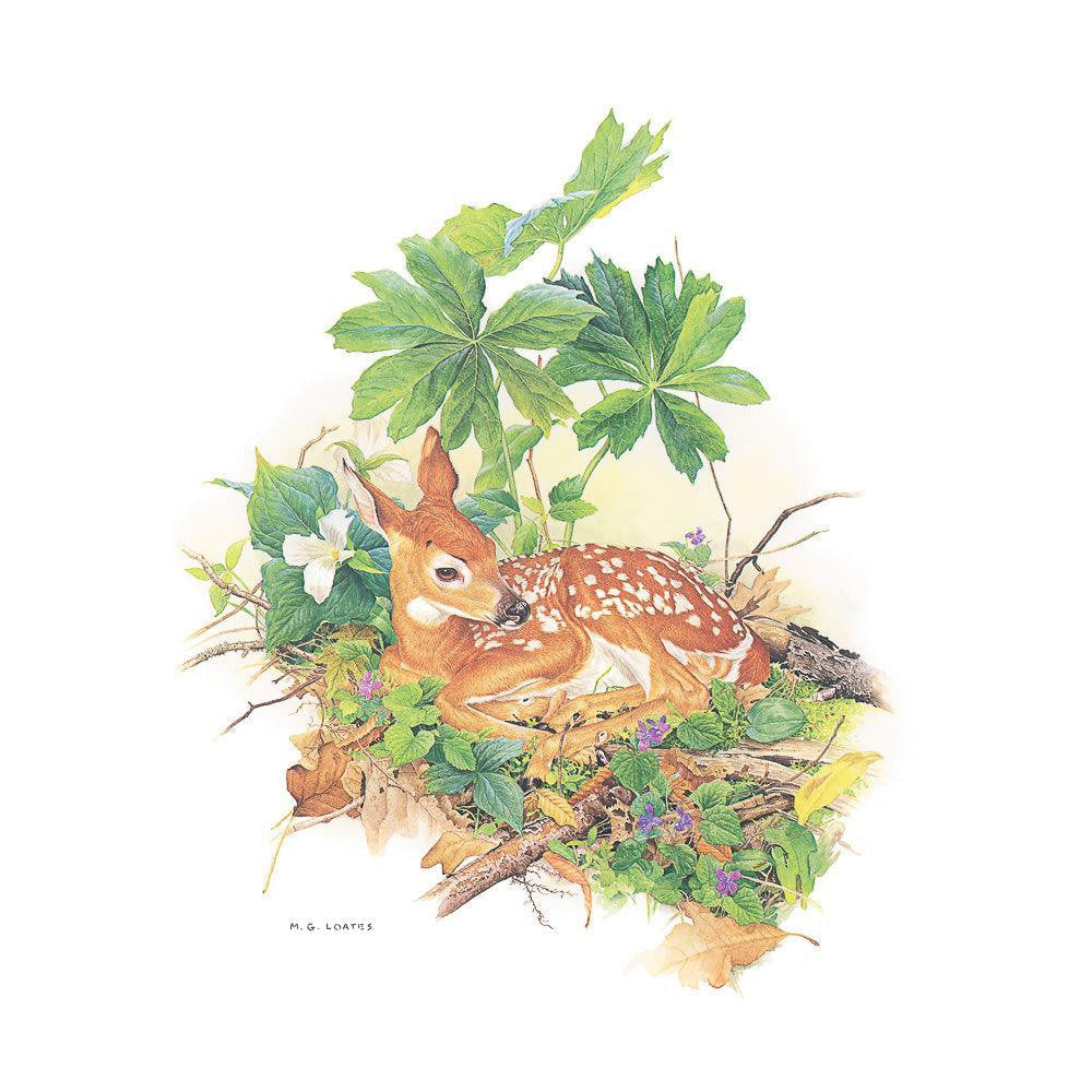 Fawn - Framed Print | Artwork by Glen Loates