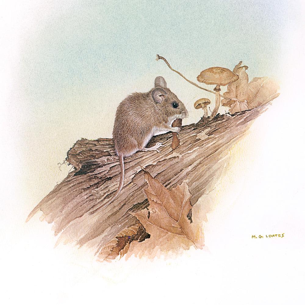 Field Mouse - Canvas Print | Artwork by Glen Loates