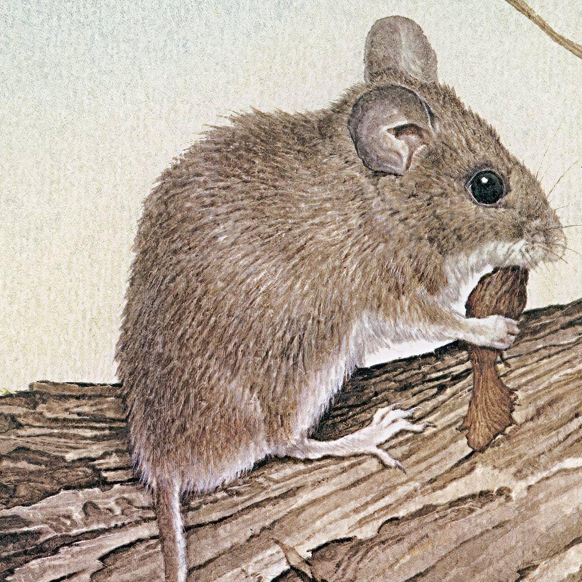 Field Mouse - Framed Print | Artwork by Glen Loates