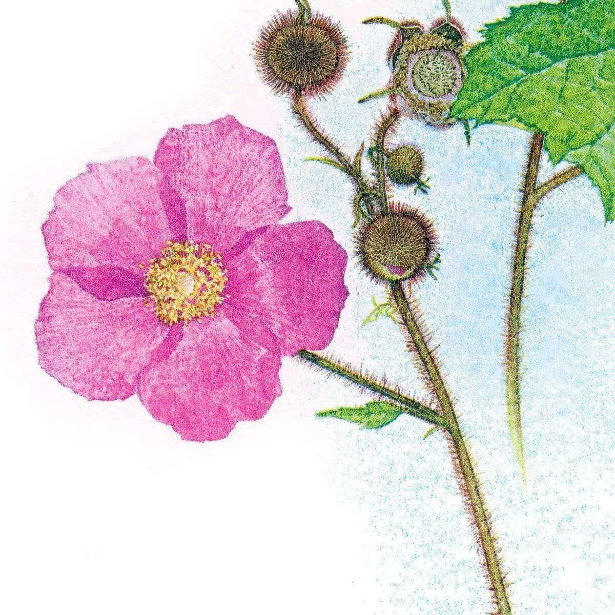 Flowering Raspberry - Canvas Print | Artwork by Glen Loates