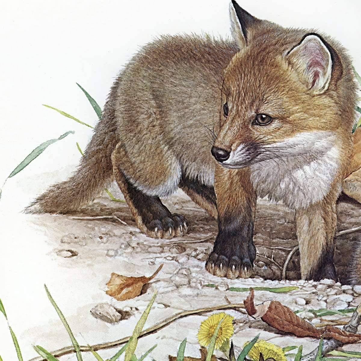Fox Kits - Canvas Print | Artwork by Glen Loates
