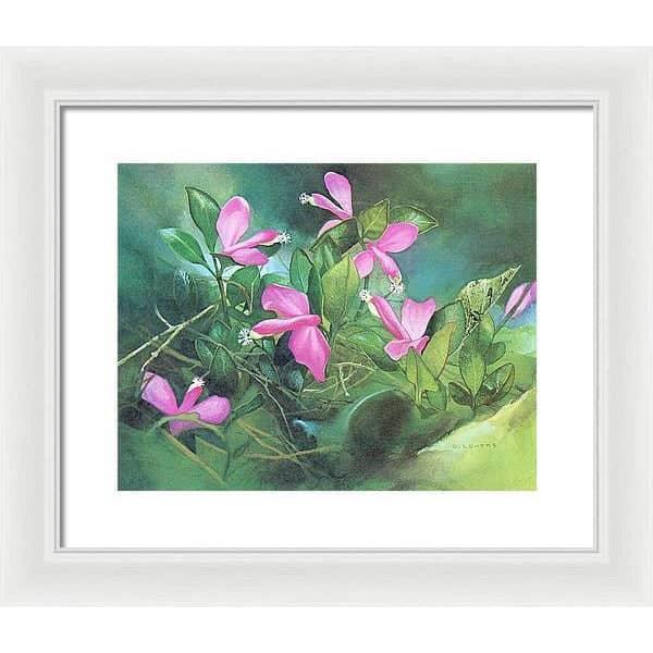 Fringed Polygala - Framed Print | Artwork by Glen Loates