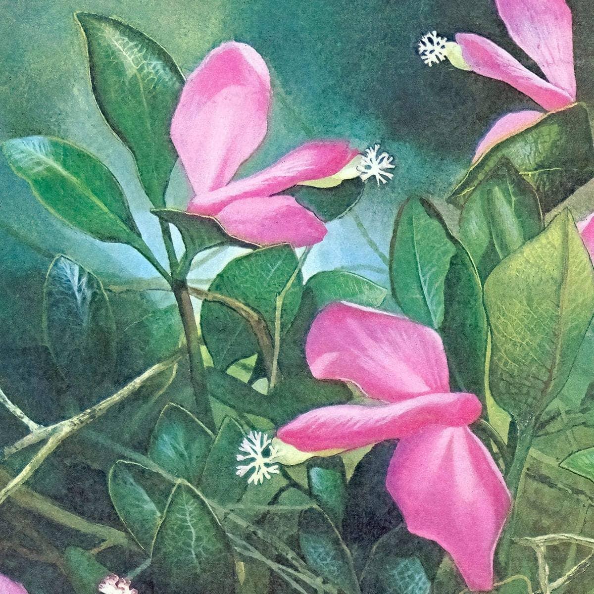 Fringed Polygala - Framed Print | Artwork by Glen Loates