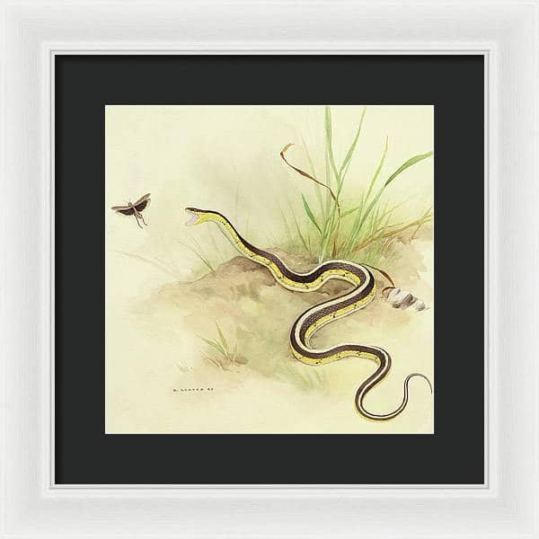 Garter Snake and Grasshopper - Framed Print | Artwork by Glen Loates
