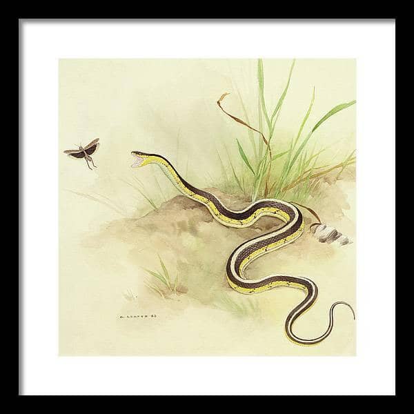 Garter Snake and Grasshopper - Framed Print | Artwork by Glen Loates