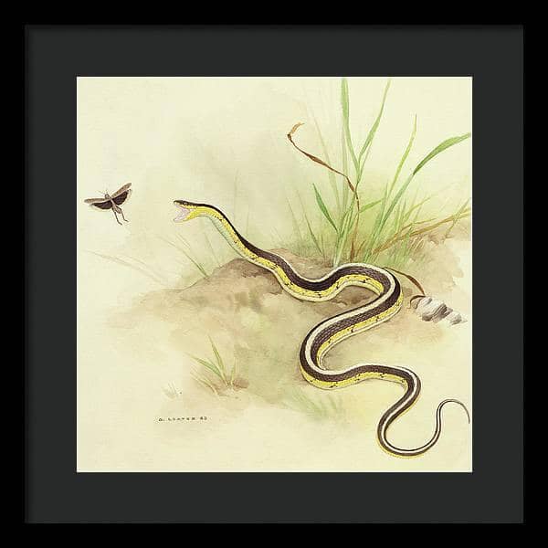 Garter Snake and Grasshopper - Framed Print | Artwork by Glen Loates