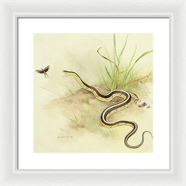 Garter Snake and Grasshopper - Framed Print | Artwork by Glen Loates