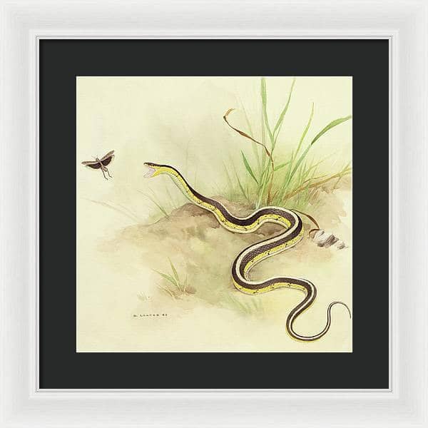 Garter Snake and Grasshopper - Framed Print | Artwork by Glen Loates