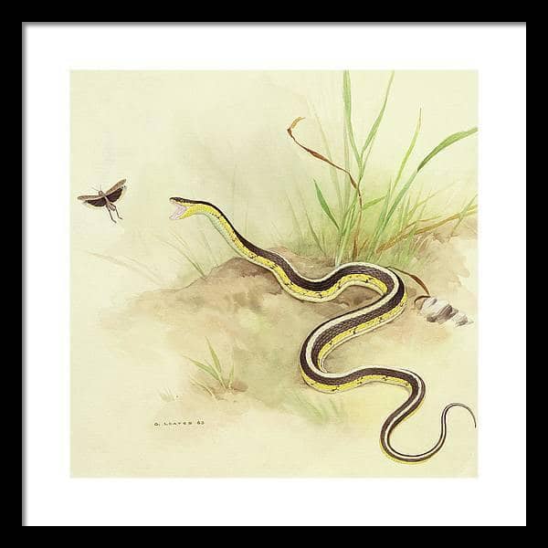 Garter Snake and Grasshopper - Framed Print | Artwork by Glen Loates