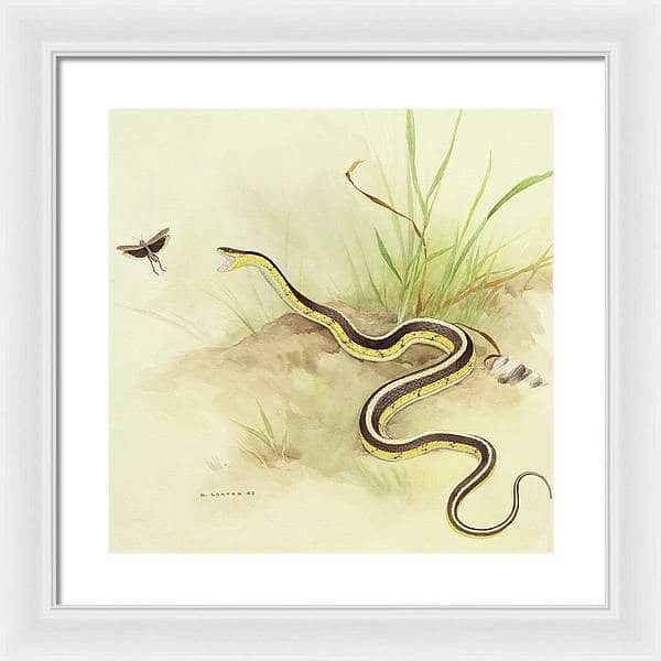 Garter Snake and Grasshopper - Framed Print | Artwork by Glen Loates