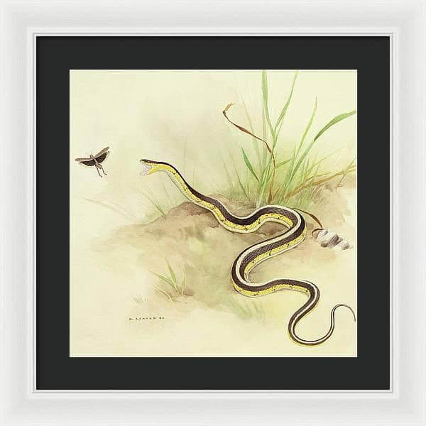 Garter Snake and Grasshopper - Framed Print | Artwork by Glen Loates
