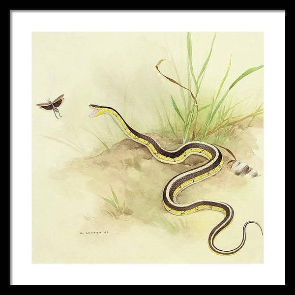 Garter Snake and Grasshopper - Framed Print | Artwork by Glen Loates