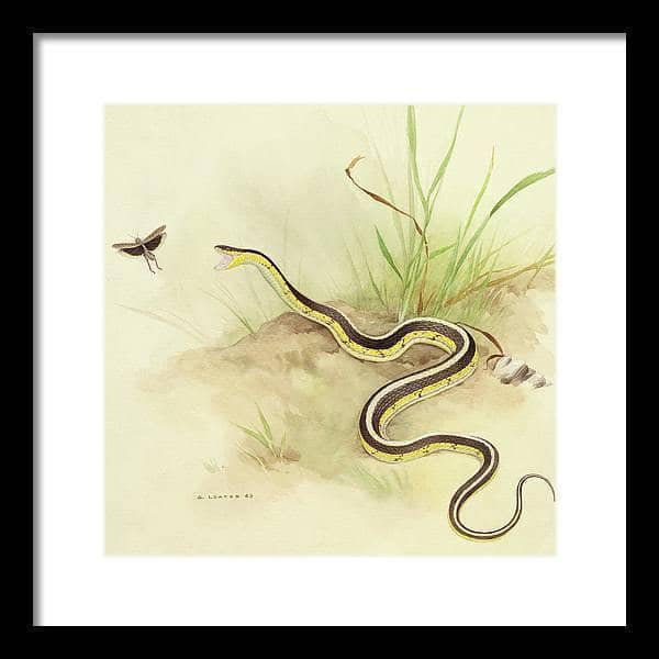 Garter Snake and Grasshopper - Framed Print | Artwork by Glen Loates
