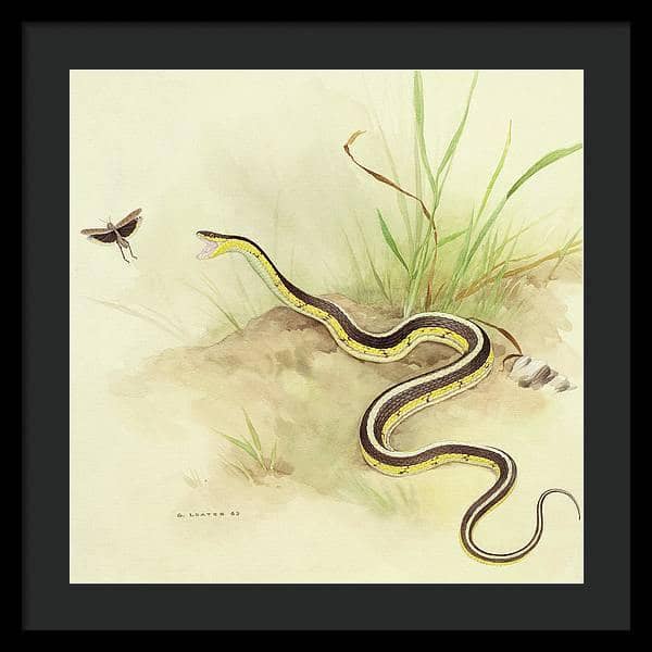 Garter Snake and Grasshopper - Framed Print | Artwork by Glen Loates