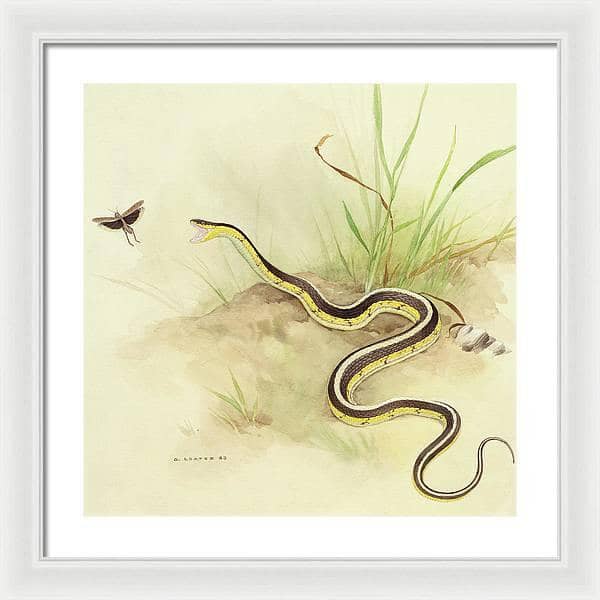 Garter Snake and Grasshopper - Framed Print | Artwork by Glen Loates