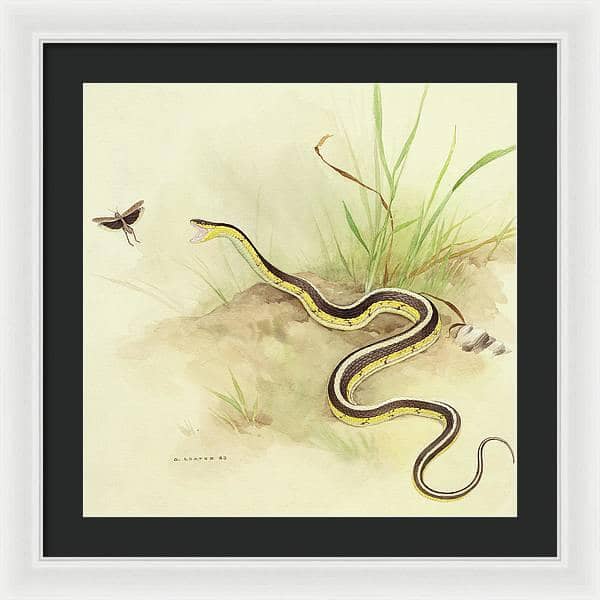 Garter Snake and Grasshopper - Framed Print | Artwork by Glen Loates